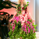 Illustration for article titled iFleurotica/i: Inspiration—and Education—Bloom in Chicago With a Floral-Fueled Fashion Show